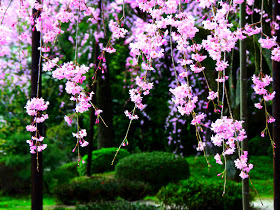 Ảnh đẹp hoa đào rộn ràng ngày tết hòa đào, hình hoa đào, ảnh hoa đào, hình ảnh hoa đào tuyệt đẹp ngày tết