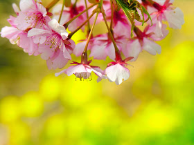 Ảnh đẹp hoa đào rộn ràng ngày tết hòa đào, hình hoa đào, ảnh hoa đào, hình ảnh hoa đào tuyệt đẹp ngày tết